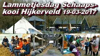 Lammetjesdag Schaapskooi Hijkerveld 19 03 2017 [upl. by Ednutabab]