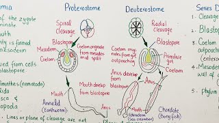 protostome vs deuterostome [upl. by Trauts51]