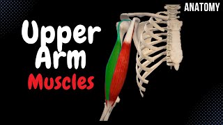 Muscles of the Shoulder Division Origin Insertion Function [upl. by Stace79]