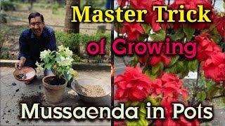 Grow Mussaenda in Pots using this Master Trick [upl. by Lipfert379]