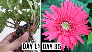 Simplest Way to GrowPropagate Gerbera from Cuttings [upl. by Landa]