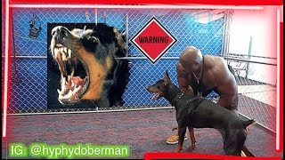 Doberman Pinscher Protection Training  Bruce The Doberman [upl. by Maurer]