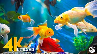 Aquarium 4K VIDEO ULTRA HD 🐠 Beautiful Coral Reef Fish  Relaxing Sleep Meditation Music [upl. by Alurta]