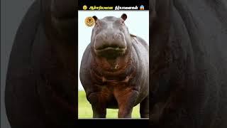 நீர்யானைகள் எதனால இந்த மாதிரி பண்ணுதுங்க  Hippo Pooping  Animal Voiceover Tamil [upl. by Penny]