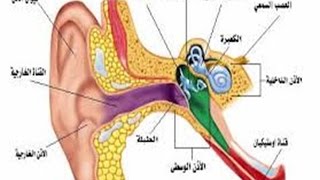 بيتاسيرك الدكتور فهيد السبيعي [upl. by Dominic174]