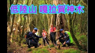 低陸山  嘎拉賀A區神木群  把加灣山  復興鄉  空拍  看見台灣中級山系列 [upl. by Agnimod]