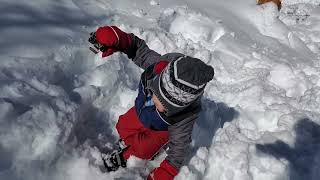 Jasper trudging through SNOW [upl. by Aydan]