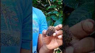 Rambutan fruits கேரளாவாலா வேஸ்ட் பண்ணரங்கdaddysonfamily rambutan kerala yshorts viralvideo [upl. by Ahscrop]