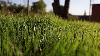 FESTUCA ARUNDINACEA  BARENBRUG [upl. by Allecnirp]