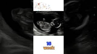 Your Baby’s Movements At 16 WEEKS of Pregnancy [upl. by Etteloiv28]