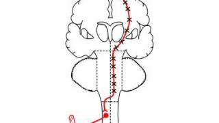 Anatomy Motor Exam Localizing a UMN Lesion [upl. by Haron]