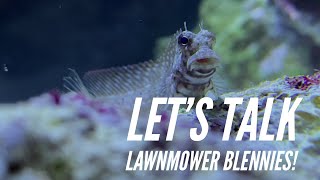 Fish Profile  Lawnmower Blenny [upl. by Eisse355]