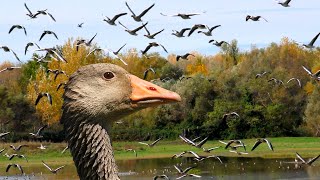 Avifauna Italiana 3 L’Oca selvatica Anser anser [upl. by Nyraf513]