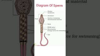 sperm diagram biology anatomy [upl. by Michella]