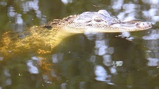 Alligator at Disneys Oak Trail golf course [upl. by Nauqyaj]