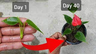 Simple Method to Propagate Anthurium plant  Anthurium Propagation [upl. by Ycart]