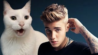 Justin Bieber  All That Matters  Cats Cover [upl. by Ydroj]