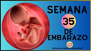 Semana 35 de embarazo en el vientre materno  35 SEMANAS DE EMBARAZO [upl. by Enirehtak]