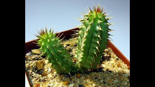 Hoodia Gorgonii Helps With Appetite Weight Loss Appetite Suppression [upl. by Alida332]