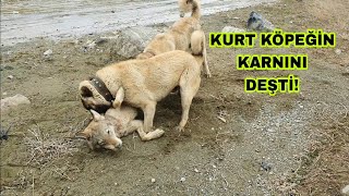 KURTLAR KÖPEĞİ CANLI CANLI YERKEN SARI KANGALLAR YETİŞİP KURDU BOĞDULAR [upl. by Danete]