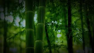 Relaxing With Bamboo Rain [upl. by Desimone]