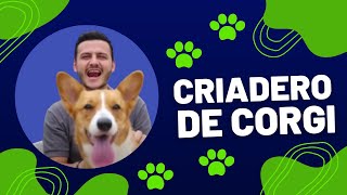 🐾Criadero de CORGI 🐾 Corgis Bebes [upl. by Angelis]