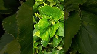 Acalypha wilkesiana Plant leaves [upl. by Cresida19]