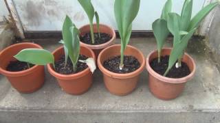 Saving Tulip Bulbs [upl. by Nidya]