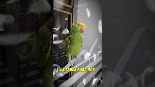 Esta es la Tarea para Hoy 😃 Loro Amazona Oratrix Shorts loros parrot amor parati viralvideo [upl. by Scevo]