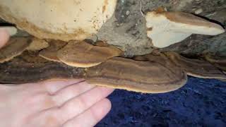 Resinous Polypore Mushroom on a fallen Beech Tree 1324 [upl. by Dnesnwot]