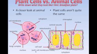 What cells are like Grade 7 [upl. by Redyr387]