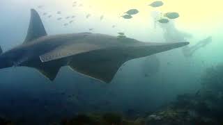 Giant Guitarfish at Shark Point [upl. by Jaclin]