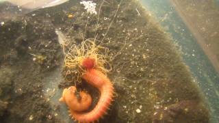 Crazy Spaghetti Worm feeding with tentacles [upl. by Creight]