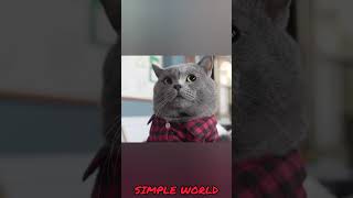 இது மந்திரமா இல்ல சைன்ஸ்ச  Cat vs Feviquick  SIMPLE WORLD [upl. by Pelaga644]