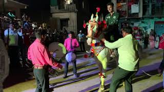 Horse Dance Video  horse dance at marriage  ganesh brass band [upl. by Theron]