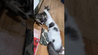 Main bareng yuukkkucingimut catlover kucinghias shortsvideo pets kucingimutlucu [upl. by Ynor]