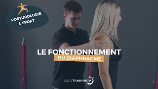 Le fonctionnement du diaphragme [upl. by Aneled]