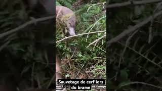 BRAME DU CERF SAUVETAGE videoshort short shortvideo hunting hunter shorts sauvetage animaux [upl. by Milore]