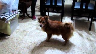 Poor Dog afraid of fireworks at New Year 2011 celebrations [upl. by Reichert]