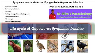 Syngamys tracheaGapeworm infectionSyngamiasis Life cycle of Syngamus sp [upl. by Fulmis]