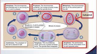 Cytogenetics Lecture [upl. by Amos366]