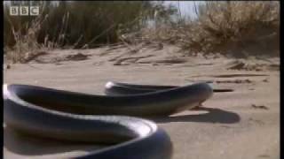 How snakes move amp run  Serpent  BBC Animals [upl. by Eissolf522]