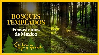 BOSQUES TEMPLADOS CARACTERÍSTICAS  Ecosistemas de México [upl. by Melli278]