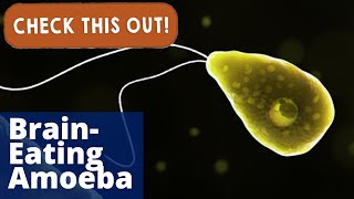 BrainEating Amoeba  Check This Out [upl. by Zippel]