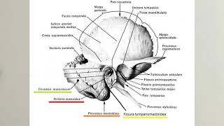 ANATOMİ12KONUCranium Temporal Kemik [upl. by Erelia114]