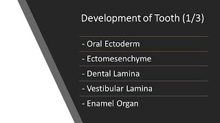 Dental 360  Oral Histology  Development of Tooth 13 [upl. by Eeldarb406]