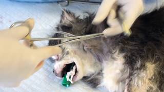 Esophagostomy Tube Placement Critical Care In Small Animal Practice [upl. by Acsecnarf162]