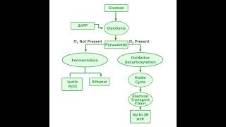 Respiration in Plants  Glycolysis  Krebs Cycle  NEET Exam 2025 [upl. by Warder]