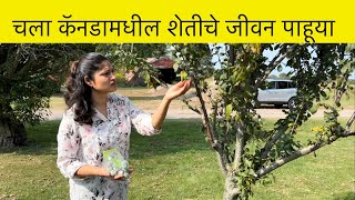 चला कॅनडामधील शेतीचे जीवन पाहूया  Farm life in Canada  Farmer’s life in Canada  Canada farm [upl. by Naihs]