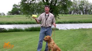 Conditioning Dogs to Gunfire and Introduction  DT Systems Dog Training Video 10 [upl. by Bish]